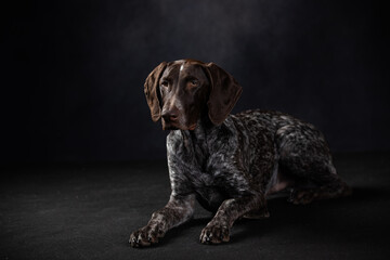 portrait of shorthaired pointer on a dark background in the studio