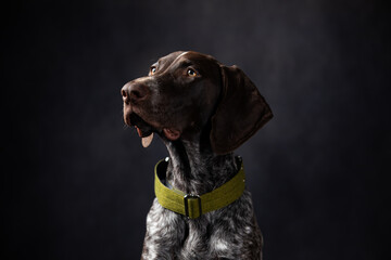 portrait of shorthaired pointer on a dark background in the studio