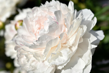 Pink and white beautiful peonies close up in the garden