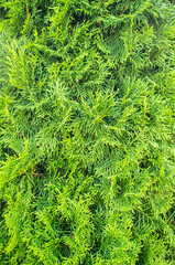 Beautiful evergreen juniper bush, on a summer day. Background. 