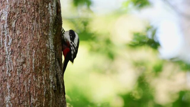 Great spotted woodpecker male feeds its young at the brood cave in a pine tree, june, (dendrocopos major), germany