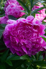 bright pink peonies grow in the summer garden 