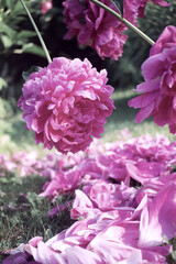 bright pink peonies grow in the summer garden 