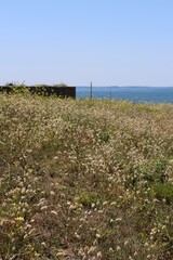 path to the beach in the dunes