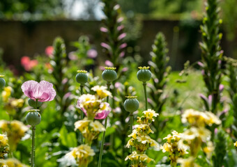 Colourful herbaceous border photographed in late June at the historic walled garden tended by community volunteers in Eastcote, north west London UK.