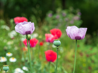 Stunning poppies catch the sun in late June outside Eastcote House Gardens, historic walled garden tended by community volunteers in Eastcote, north west London UK.