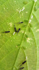 Sycamore aphids black green leaf pest eggs
