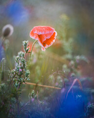 Mohn