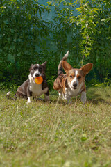 Two small eared funny dogs, corgi cardigan play in nature