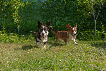 Two small eared funny dogs, corgi cardigan play in nature
