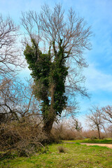 Nature in floodplain in Karacabey Turkey. Trees extends to sky and many types of plants suches bushes and marshy places and forest.