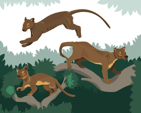 Cryptoprocta ferox family. Fossa living in the trees