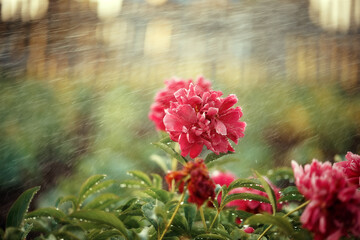 flowers in the garden