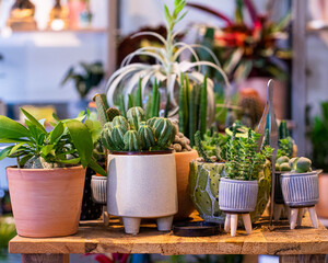 Assortment of cactus in pots in plants shop greenhouse