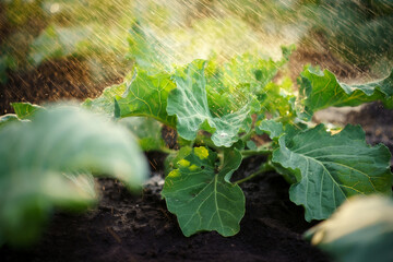 water drops on the leaves