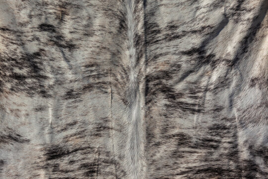 Animal Cow Fur Skin Leather Carpet Rugs Hide Closeup Fur Detail