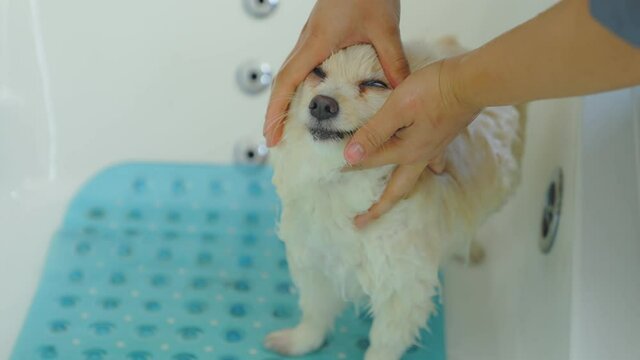 Beauty salon animal to bathe Pomeranian puppies. Bathe the dog and wipe the tear stains. Bathing takes care of the health of the owner's lovely pet.