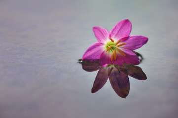 flower on the water