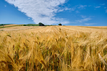 Gravel road and magnificent yellow wheat berry agricultural field near the road with cloudy and open sky background. 