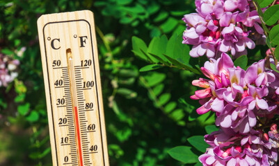 Naklejka na ściany i meble Favorable temperature for flowering acacia. Close-up of a thermometer against the background of nature and flowers