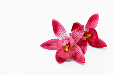 Fototapeta na wymiar pink tropical flower orchid frangipani on white background mock up spa concept