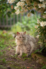 Naklejka na ściany i meble Photo of a gray fluffy cat near a flowering jasmine bush.