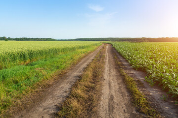 Fototapeta na wymiar Summer landscape with road between fields and blue sky