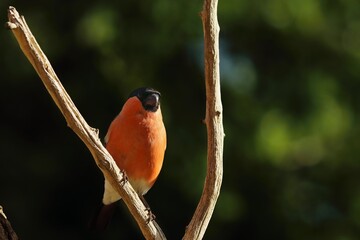The Eurasian Bullfinch (Pyrrhula pyrrhula) male sitting on the branch.