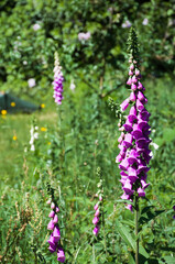 Fototapeta premium Mehrere Blütenstände des roten Fingerhutes auf einer Wildwiese in einem Garten