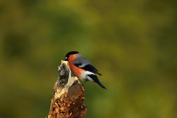 The Eurasian Bullfinch (Pyrrhula pyrrhula) male sitting on the branch.