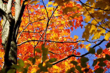 Maple leaf, Mont-Saint-Bruno National Park, Quebec