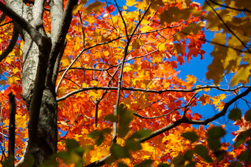 Maple leaf, Mont-Saint-Bruno National Park, Quebec