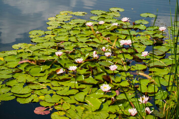 Soft pink water lilies on the river on a sunny day