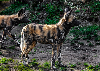 Young african hunting dog. Latin name - Lycaon pictus	
