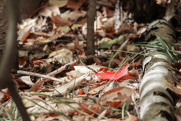Fallen leaves and dead branches, Mont-Saint-Bruno National Park, Quebec