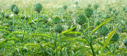 Artichoke heads in a field, soft focus