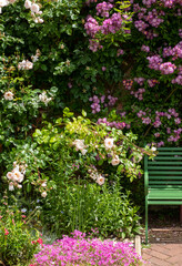 Fototapeta na wymiar Velchenblau rambling rose with purple magenta flowers surrounding a green bench, at Eastcote House Gardens, historic walled garden in north west London UK
