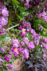 Velchenblau rambling rose with purple magenta flowers surrounding a green bench, at Eastcote House Gardens, historic walled garden in north west London UK