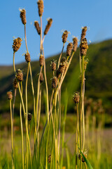 Spikes of field flowers growing on background of blue sky and mountains, amazing vintage field meadow with wild plants and flowers. Retro natural backgrounds concept