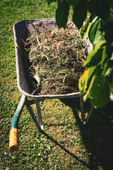 Blurred metal wheelbarrow with cut dry grass and tree branches in the garden. Cleaning and garden maintenance in springtime