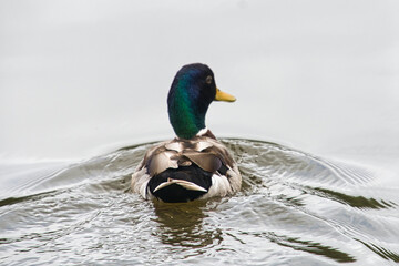 duck on the water