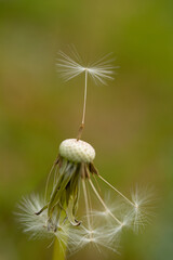 Dandelion, taraxacum, seed head on green background. Vertical photo. Macro. Copy space.
