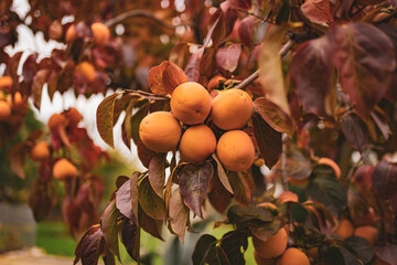 Exotic ripe persimmon fruits on tropical plantations, close-up of orange persimmon fruits on autumn tree branches