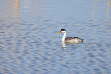 Close up shot of cute Clark's grebe swimming