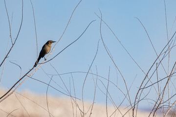 Close up shot of a Great-tailed grackle