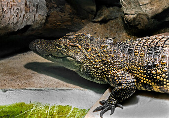 Fototapeta premium Young siam crocodile on the stone. Latin name - Crocodylus siamensis 