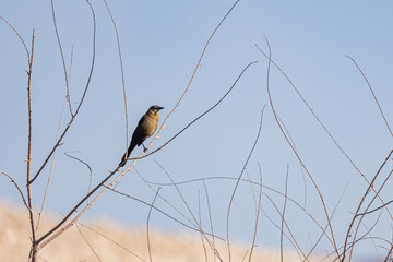 Close up shot of a Great-tailed grackle