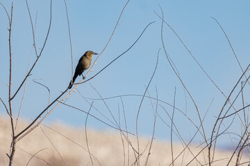Close up shot of a Great-tailed grackle
