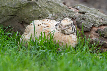 Japanese Quail Resting on Grass