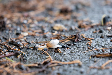 Snail